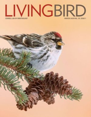 Living Bird: Winter 2020 Volume 39, Issue 1 - Cornell Lab of Ornithology